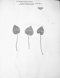 Puccinia violae image